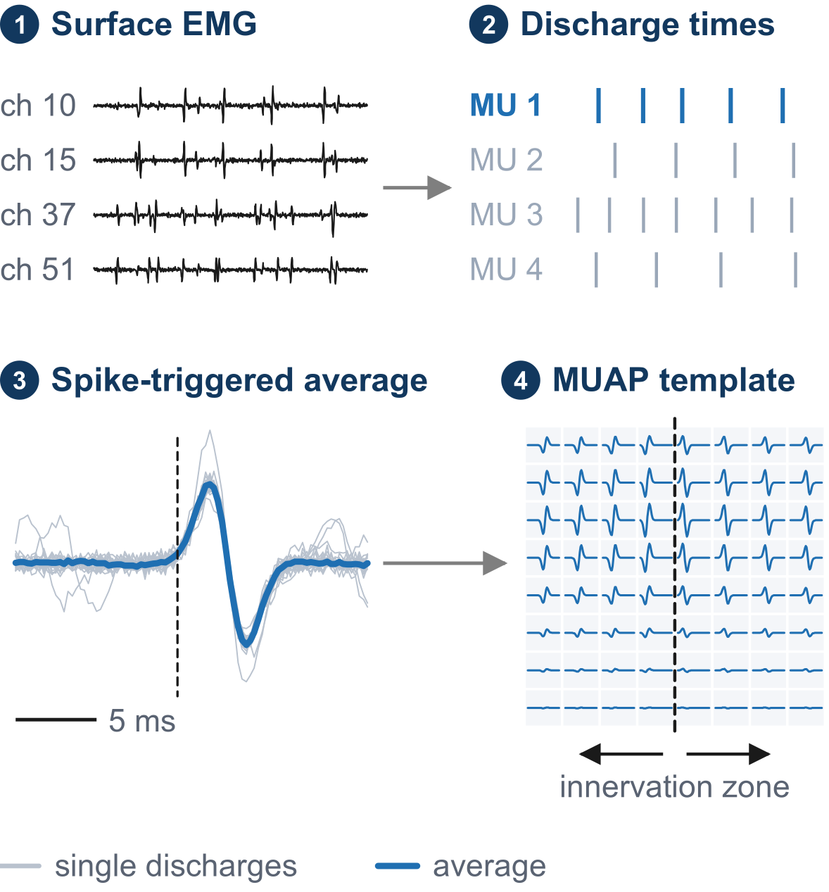 Steps from surface signals to single motor units