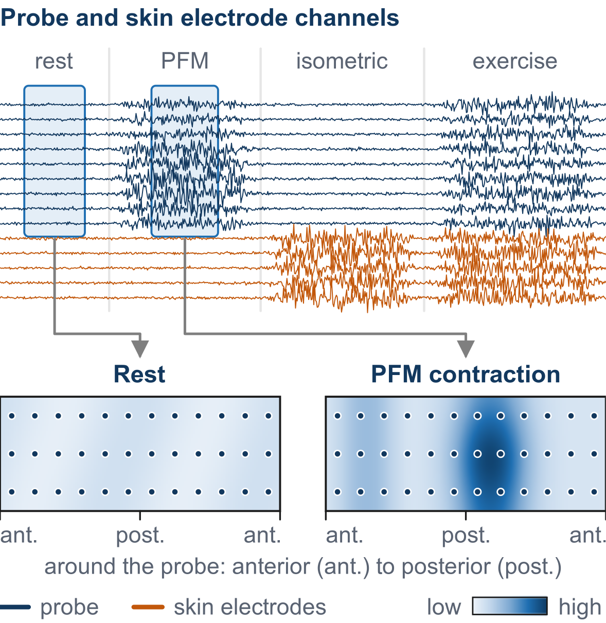 Probe and skin sensor signals, with activity maps at rest and during a squeeze