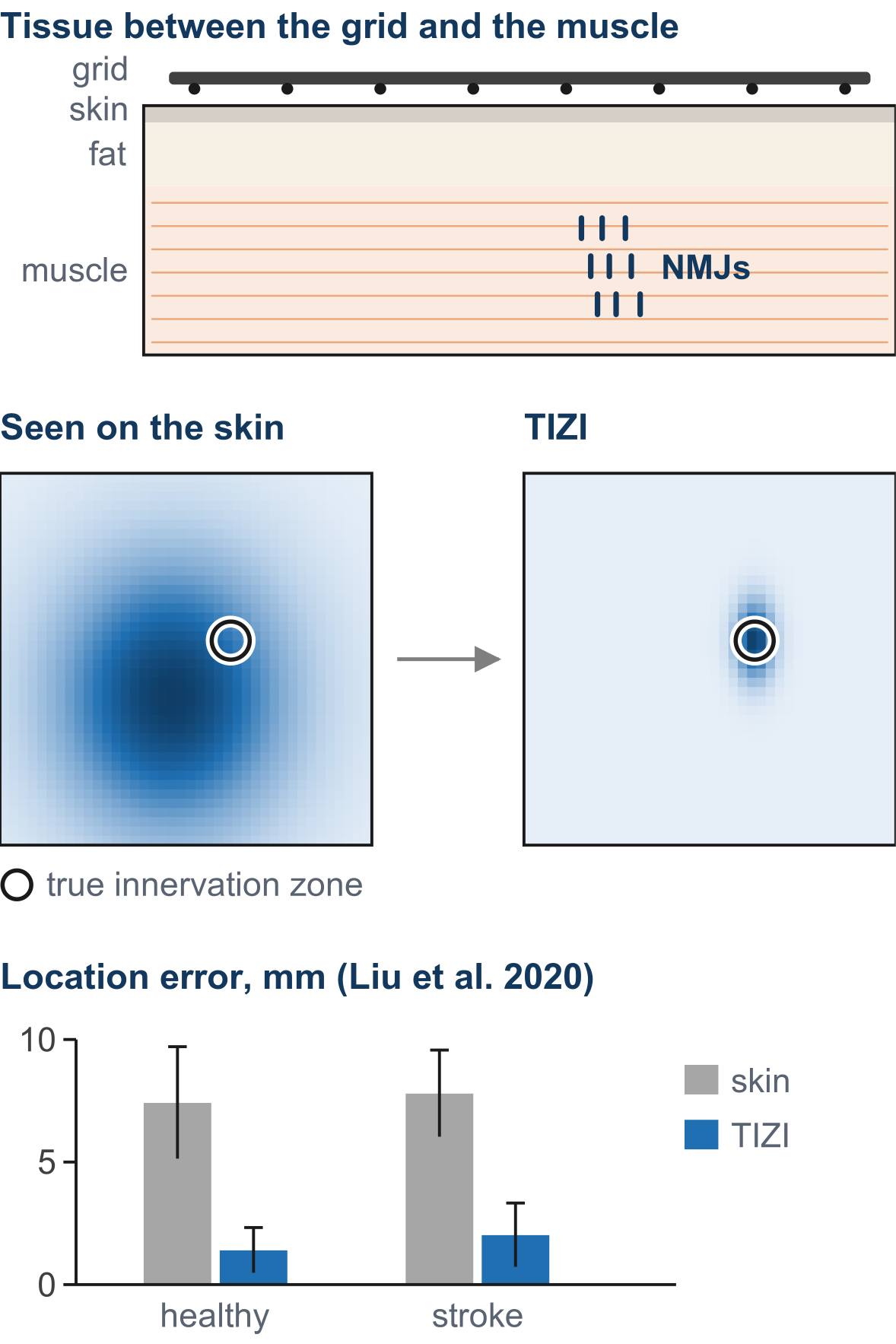 Skin, fat and muscle layers, and the corrected map