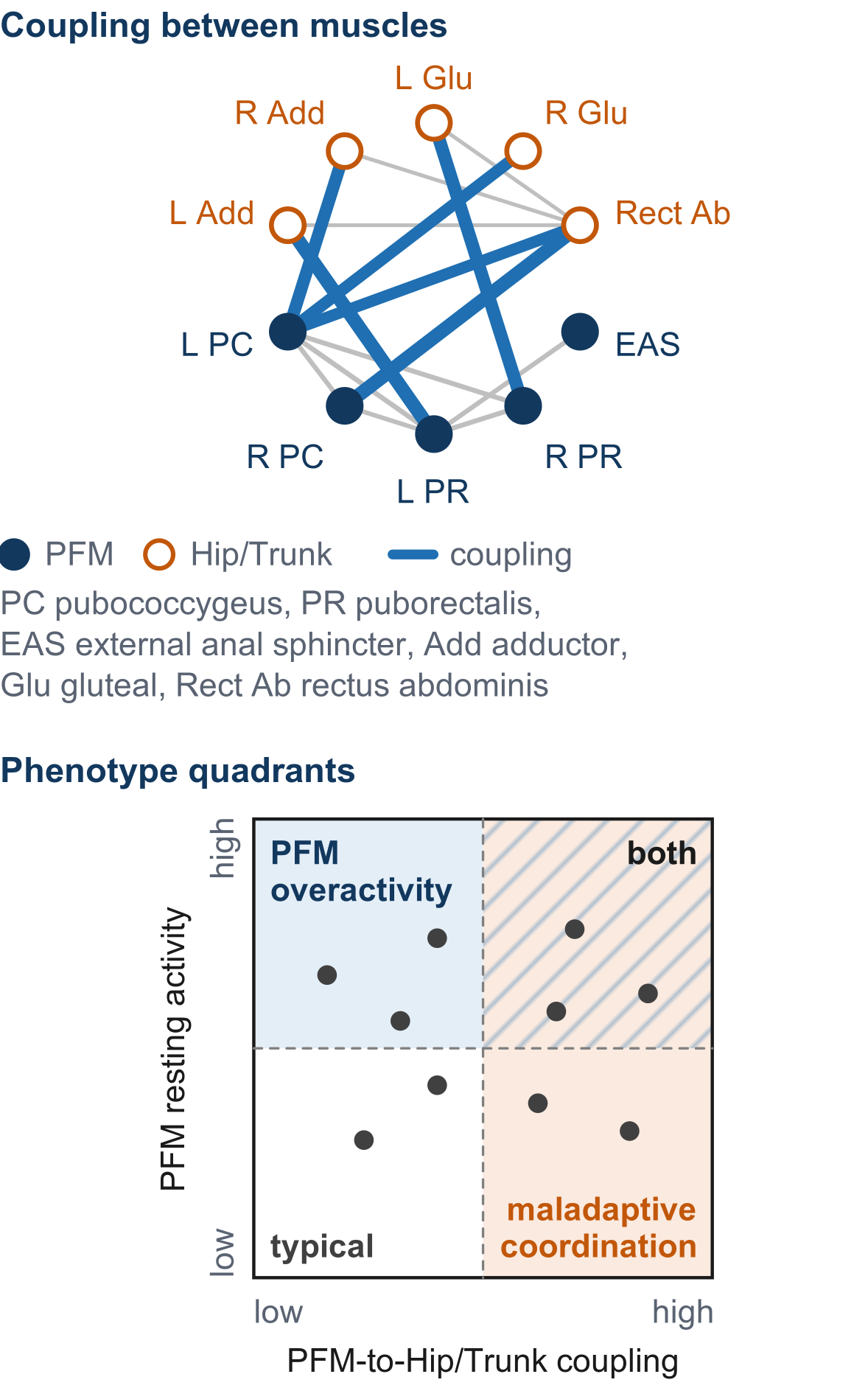 Muscle network and the four groups